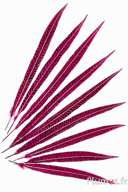 Goldfasan - 20-35 cm - fuchsia